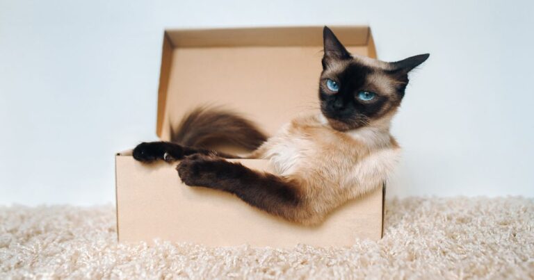 DIY macskajáték készítés otthonra