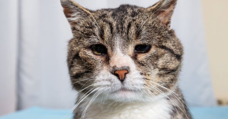 Macska életkor számítása