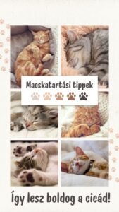 Macskatartási tippek