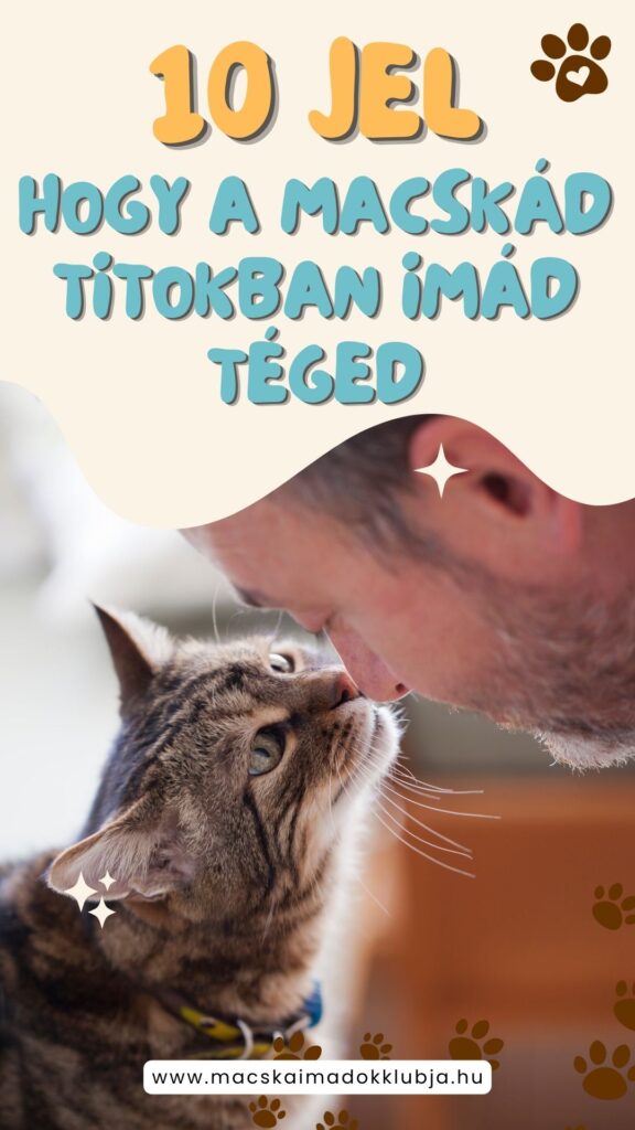 10 jel, hogy a macskád titokban imád téged