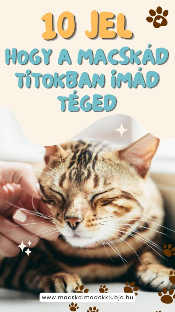 10 jel, hogy a macskád titokban imád téged