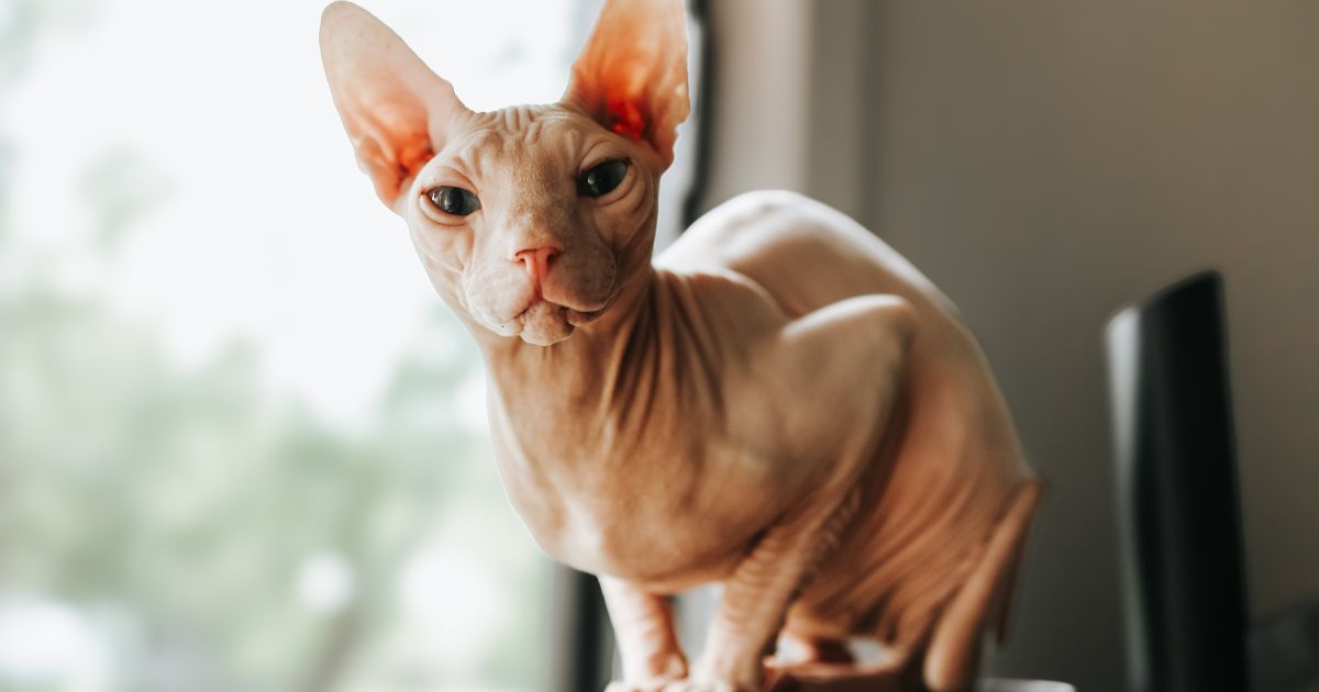 A világ 15 legdrágább macskafajtája