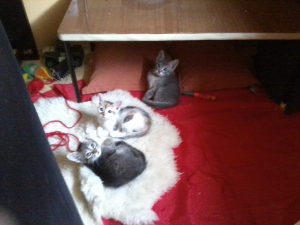 Szimike és testvérei