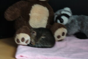 Szimike és a plüss maci