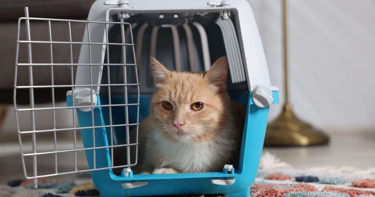 Legjobb macska szállítóbox