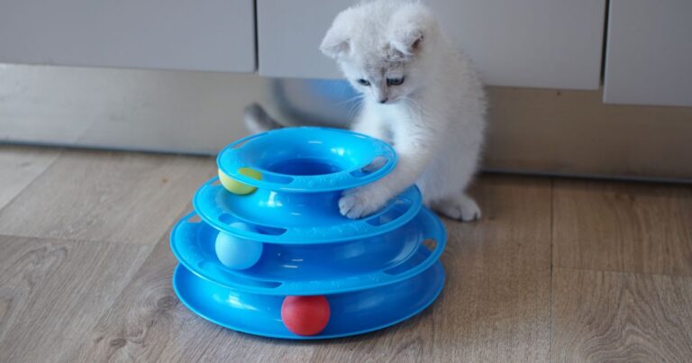 Legjobb macskajátékok – amit a cicád imádni fog