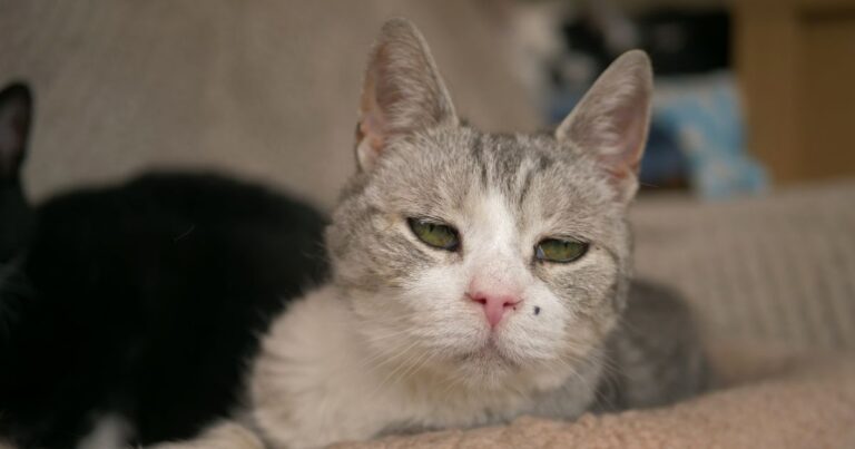 idős macska gondozása