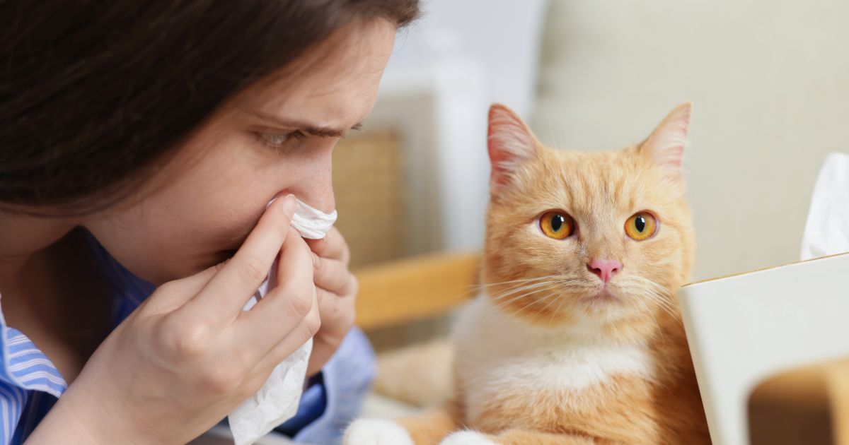 macska allergia tünetei