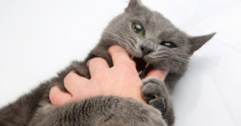 miért harap a macska