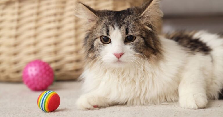 top 10 macskajáték