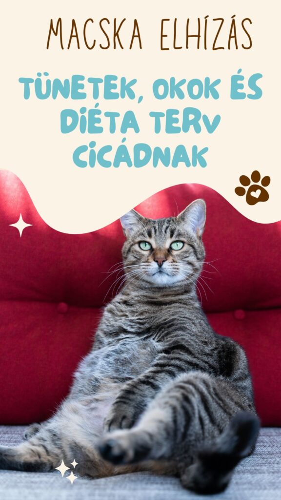 Macska elhízás