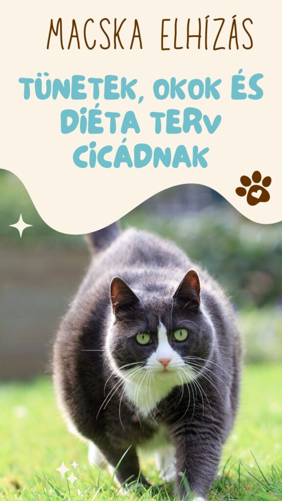 Macska elhízás