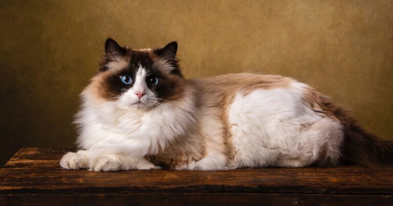 Ragdoll macska