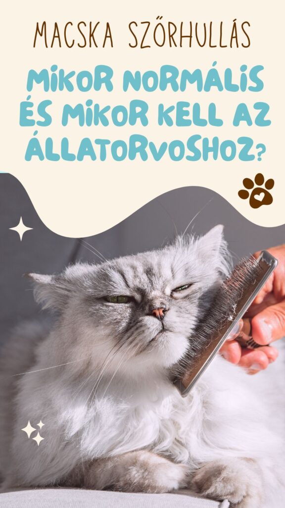 macska szőrhullás