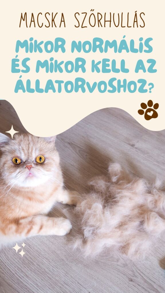 macska szőrhullás