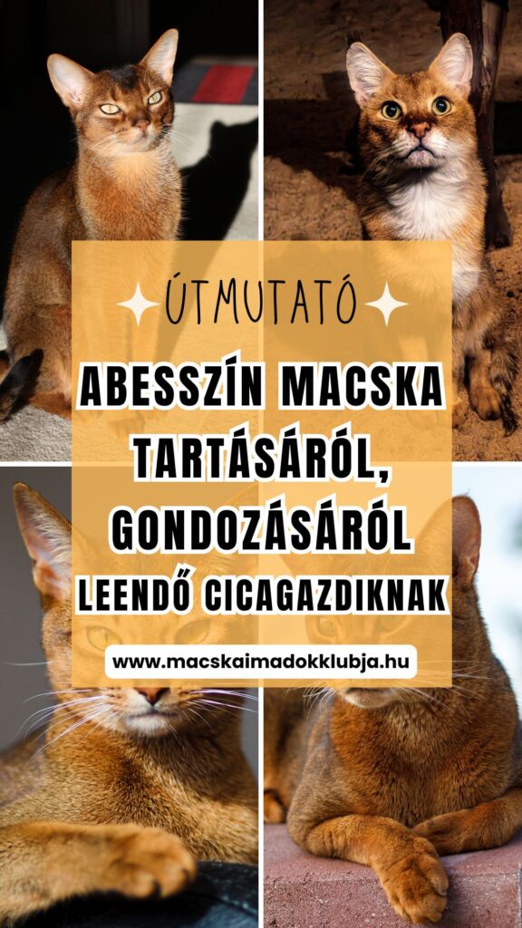 Abesszin macska tartása