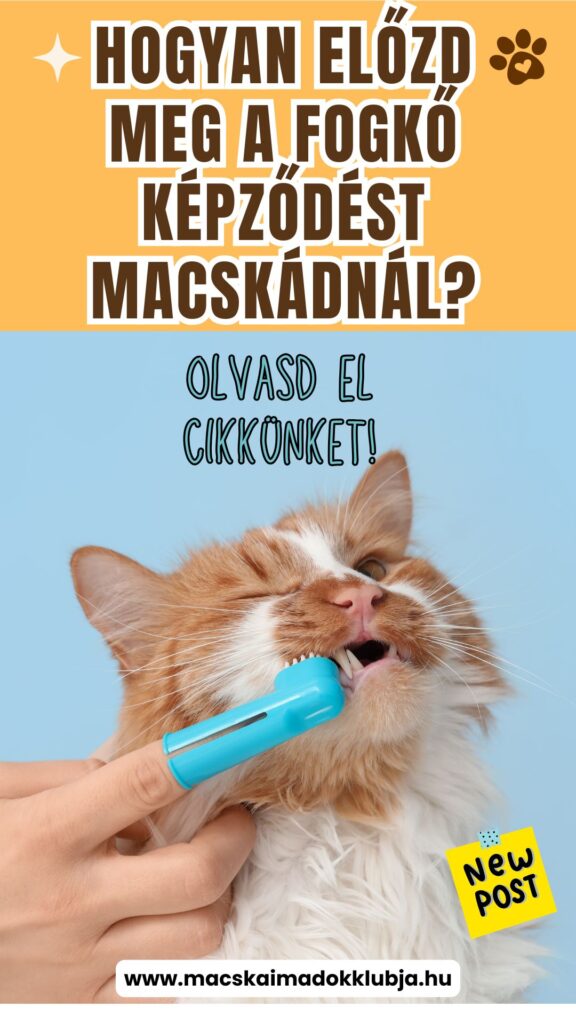 Macska fogkő