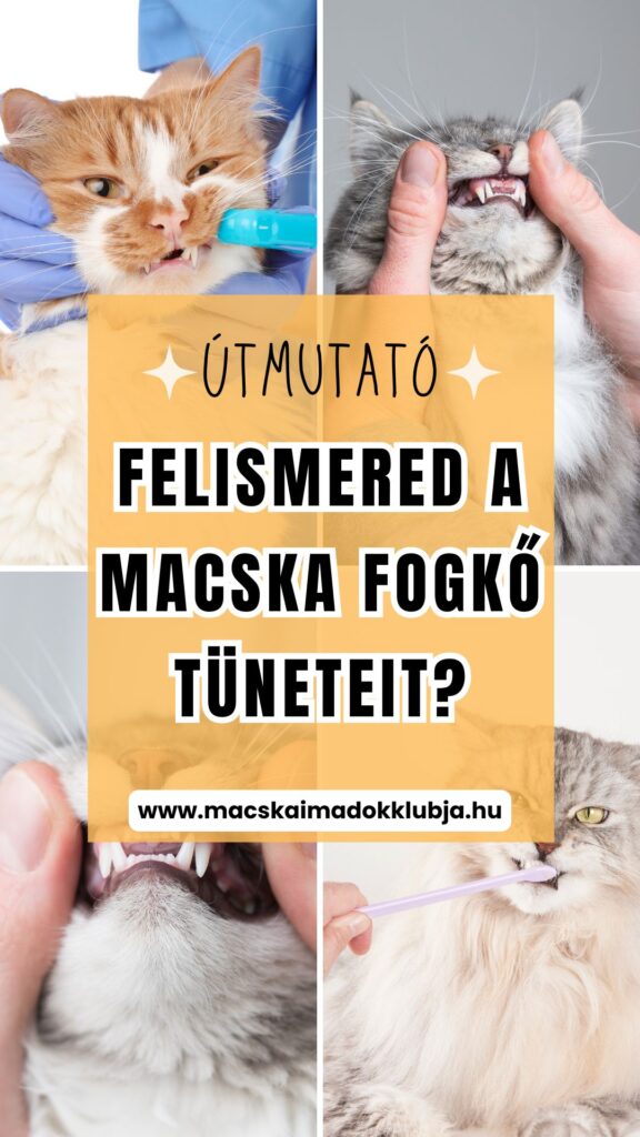 Macska fogkő