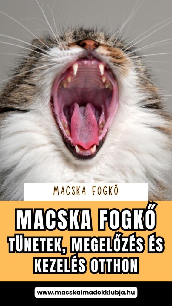 Macska fogkő