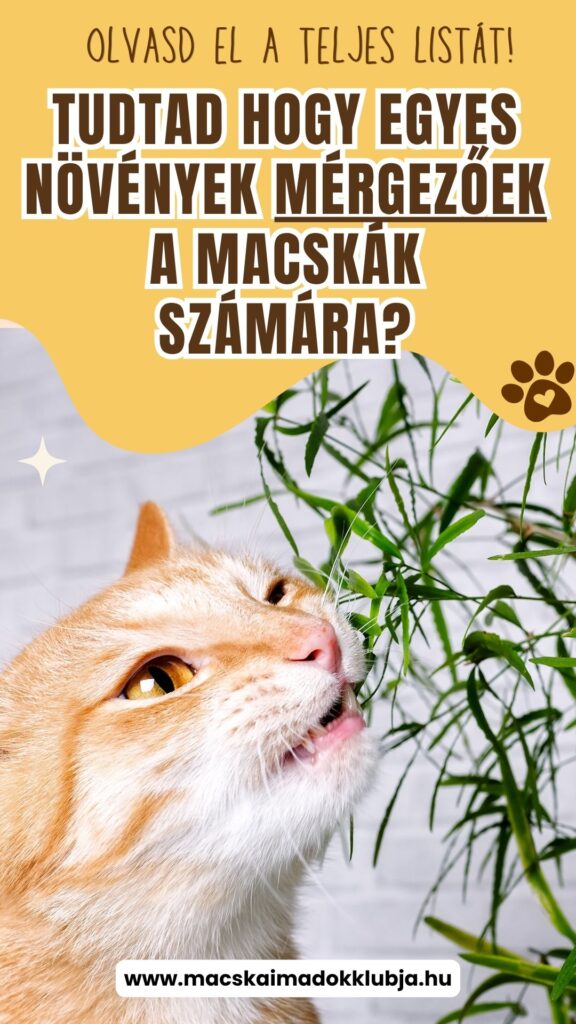 Macskára mérgező növények