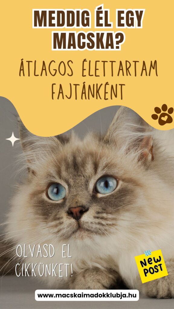 Meddig él egy macska