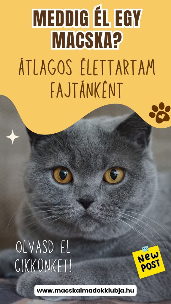 Meddig él egy macska