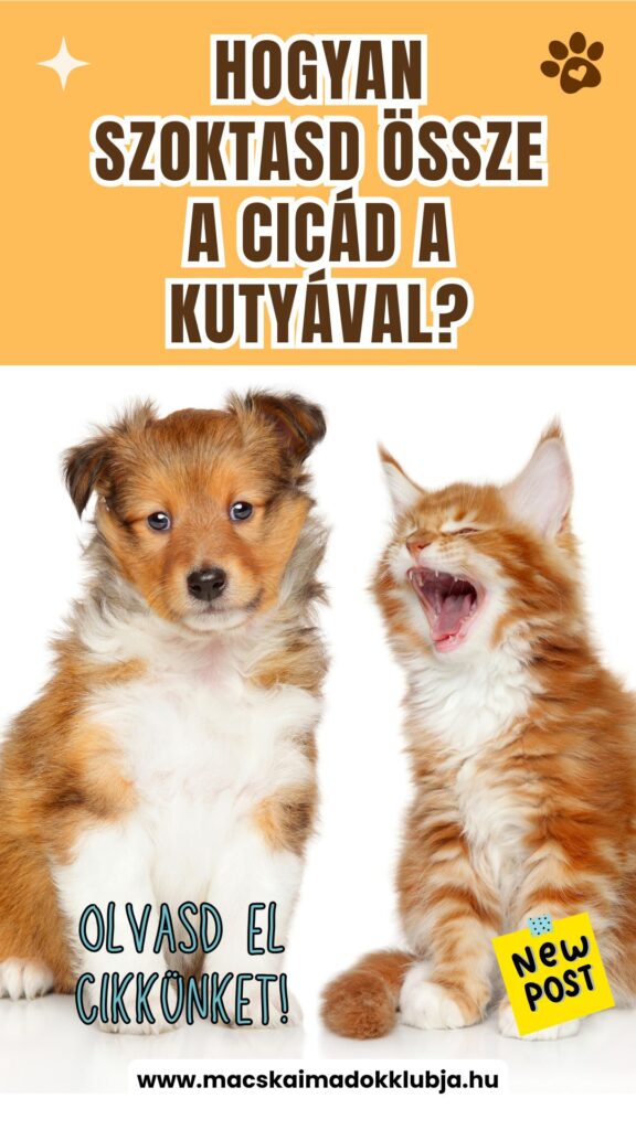 macska és kutya összeszoktatása