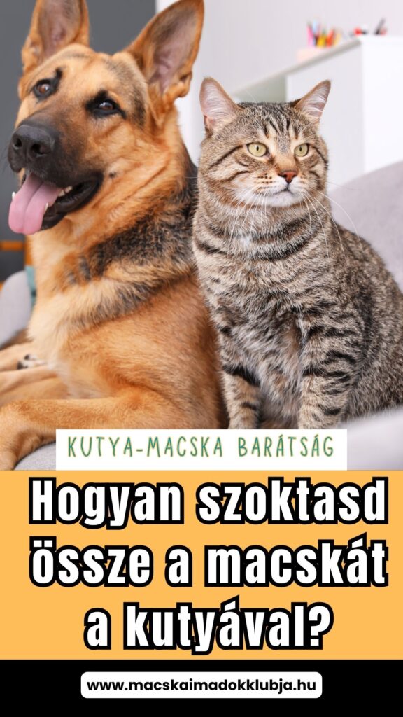macska és kutya összeszoktatása