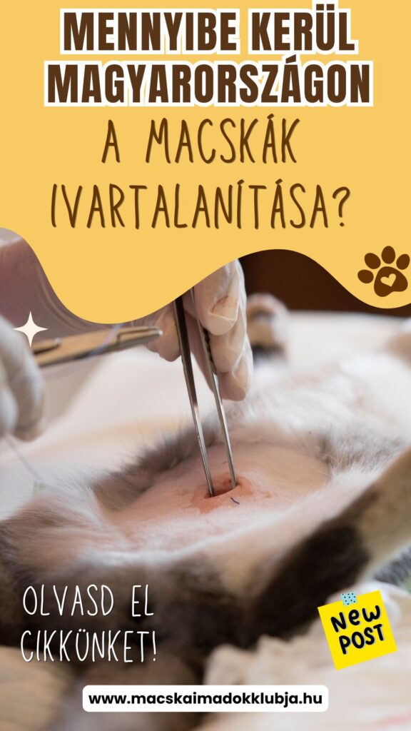 macska ivartalanítás ára 2026
