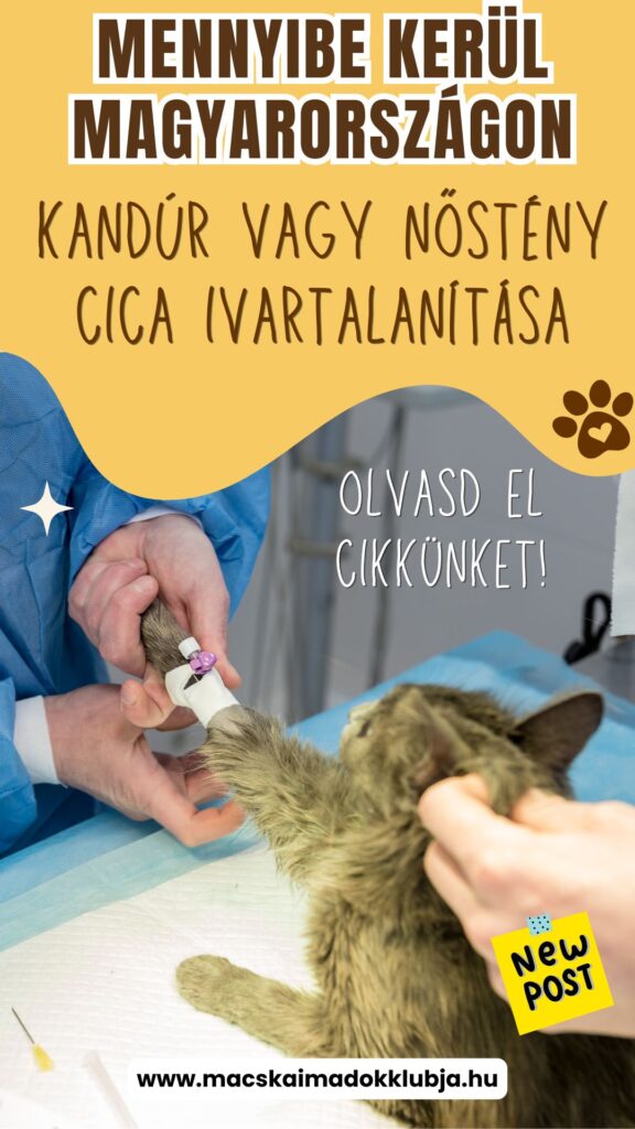 macska ivartalanítás ára 2026