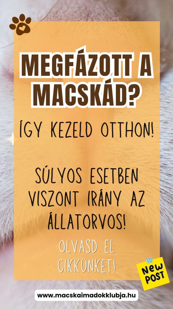 Macska megfázás