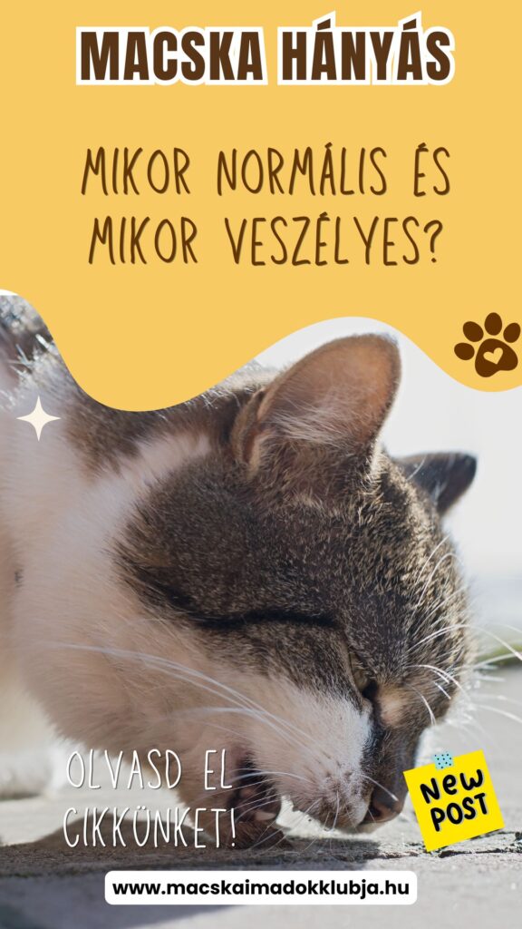 macska hányás