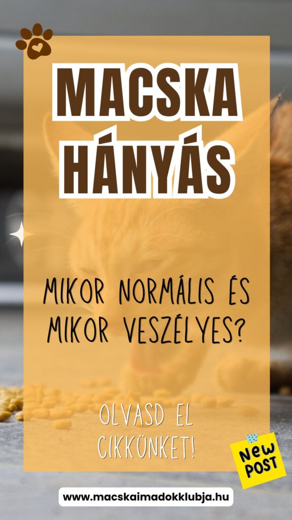 macska hányás