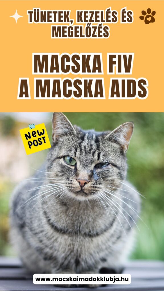 Macska FIV