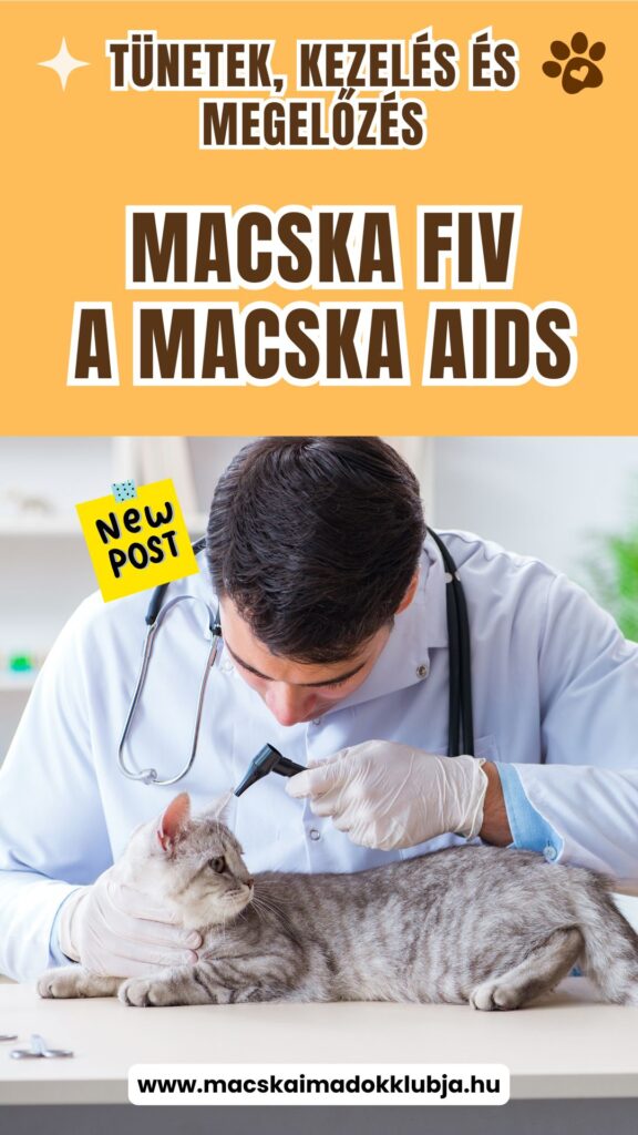 Macska FIV
