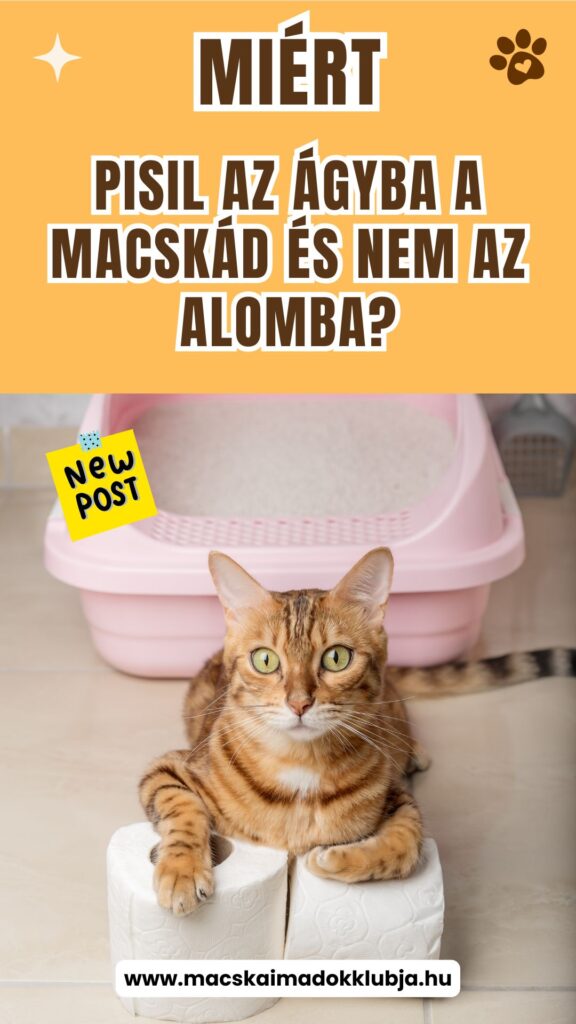 Macska szobatisztasági probléma